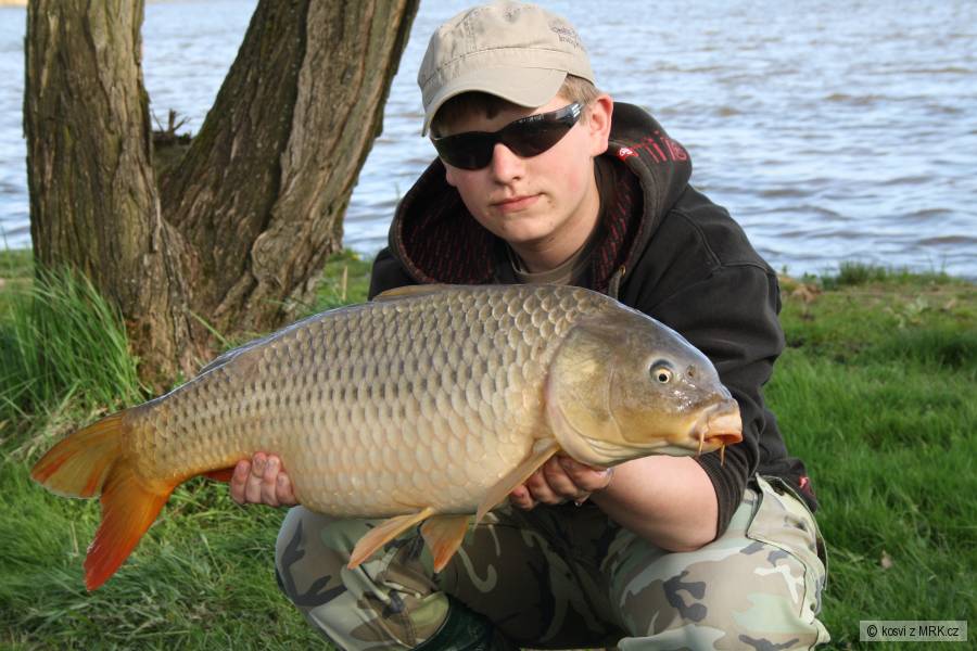 Kapr 74 cm a 7,70 kg