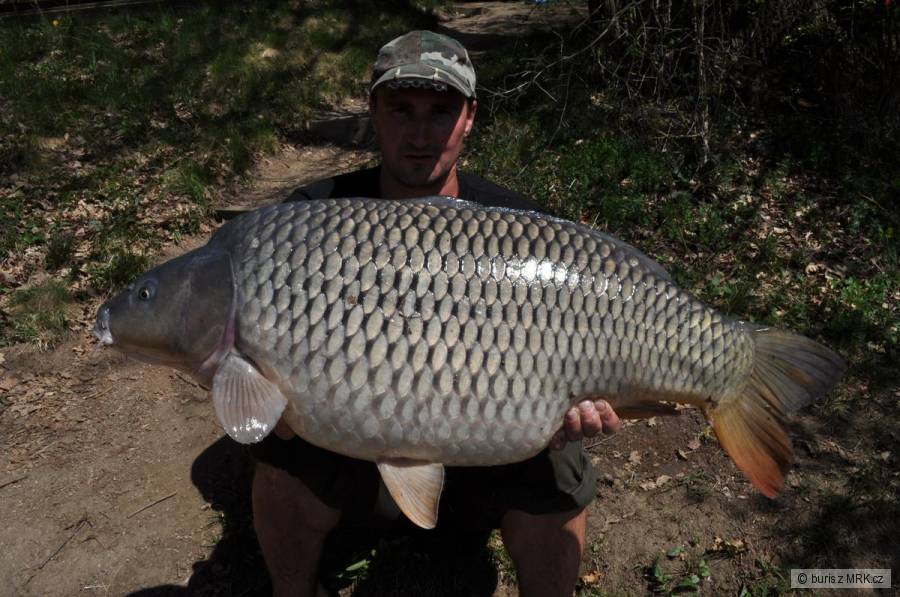 Kapr 90 cm 16 kg