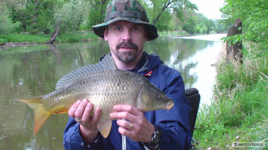 Kapřík 47 cm
