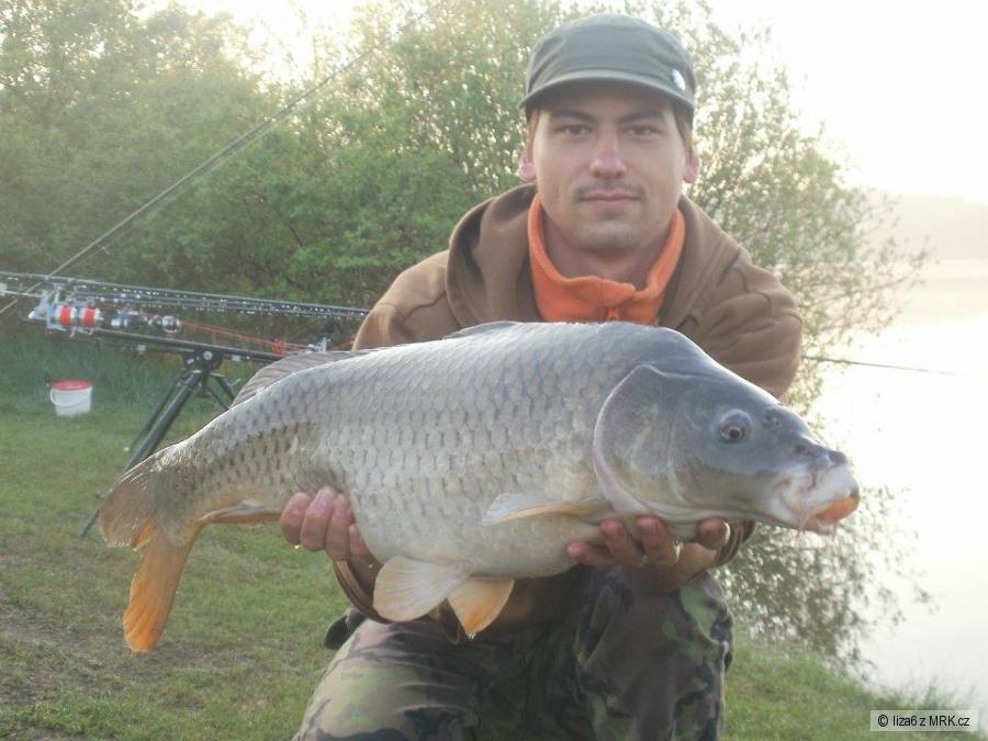 Kapr 74cm