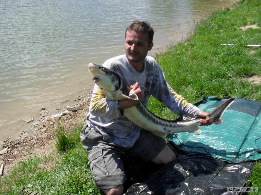 Jeseter 127cm