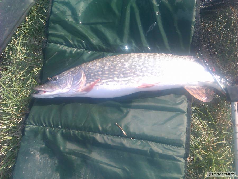 Štika 70cm