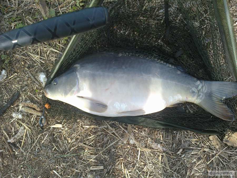 kapr 65cm-7,5kg