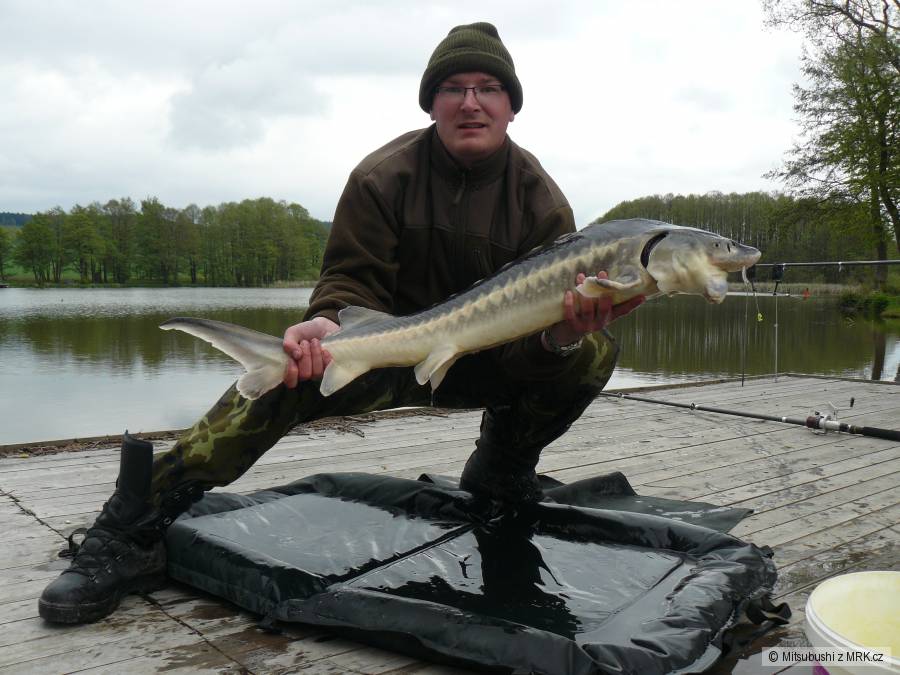 Markův jeseter