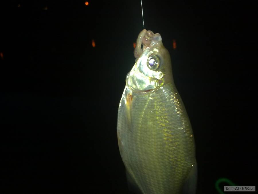 labe