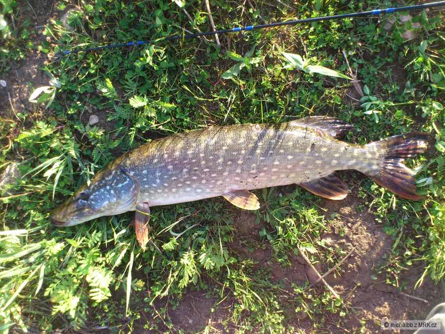 štika 70cm