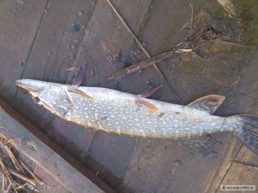 štika 65cm