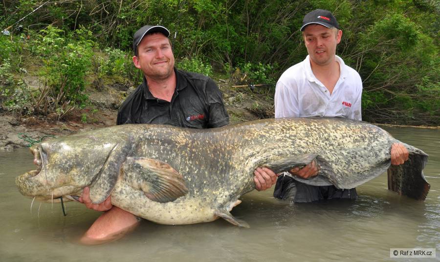 Monstrum 241 cm a 100 kg