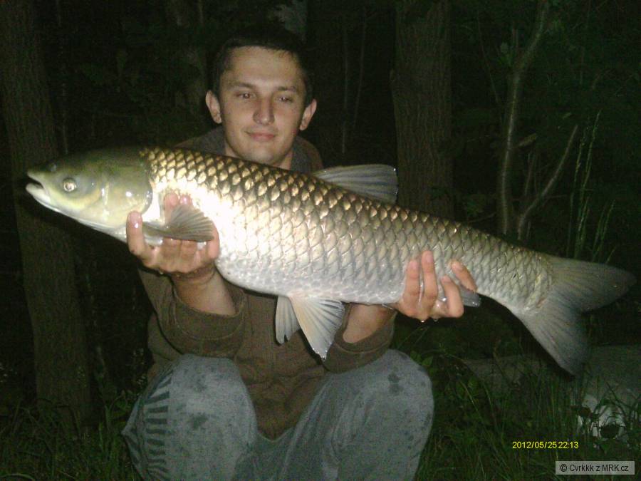 Amur 84 cm