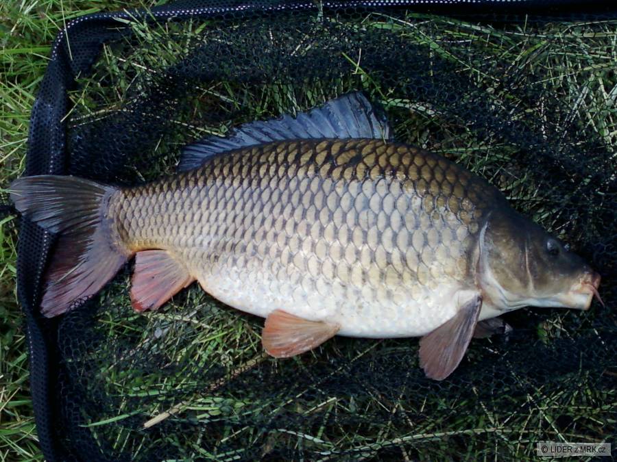 63 cm s tvorbou těla jak namalovaný