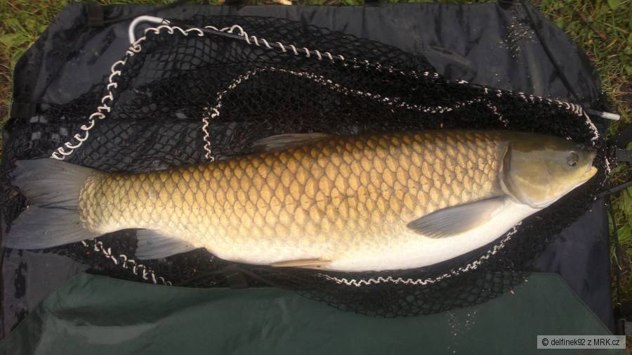 Feeder (0,18mm) kukuřička+červík