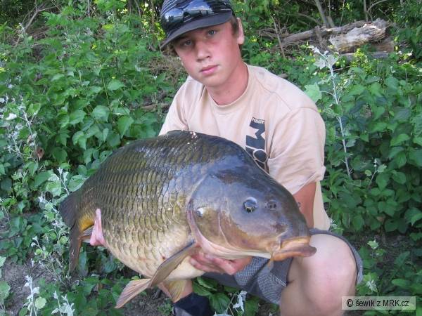 Kapr  15.6 kg