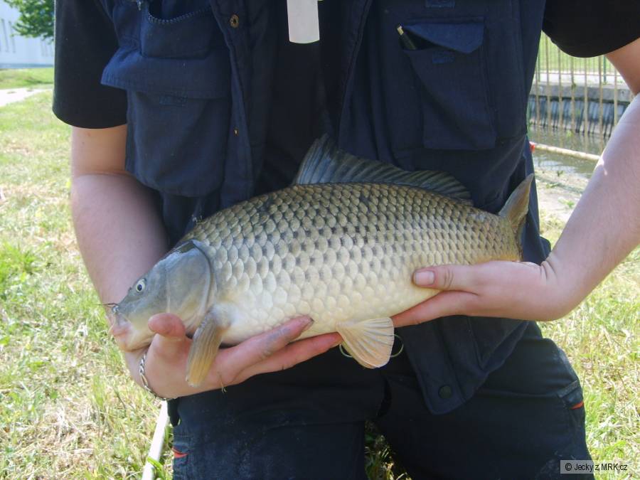 Kapor 56cm