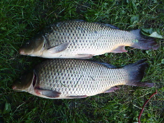 kapry 51 a 52 cm