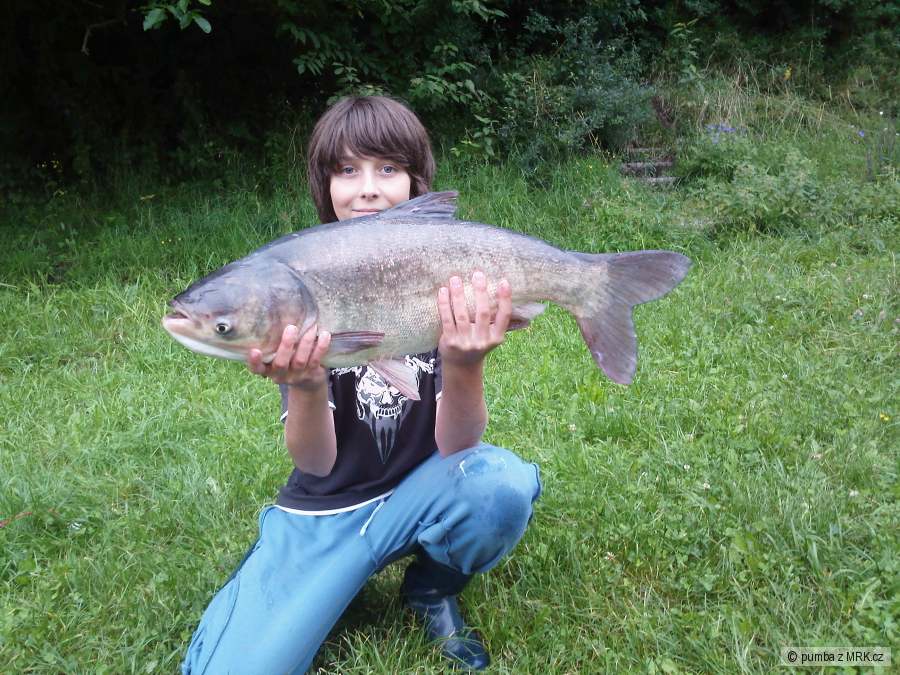 kamarátov tolstolobik 72 cm