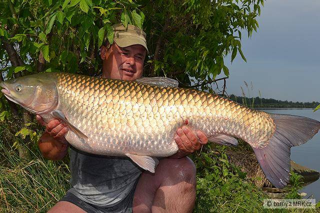 Amur 109cm , 20,4 kg