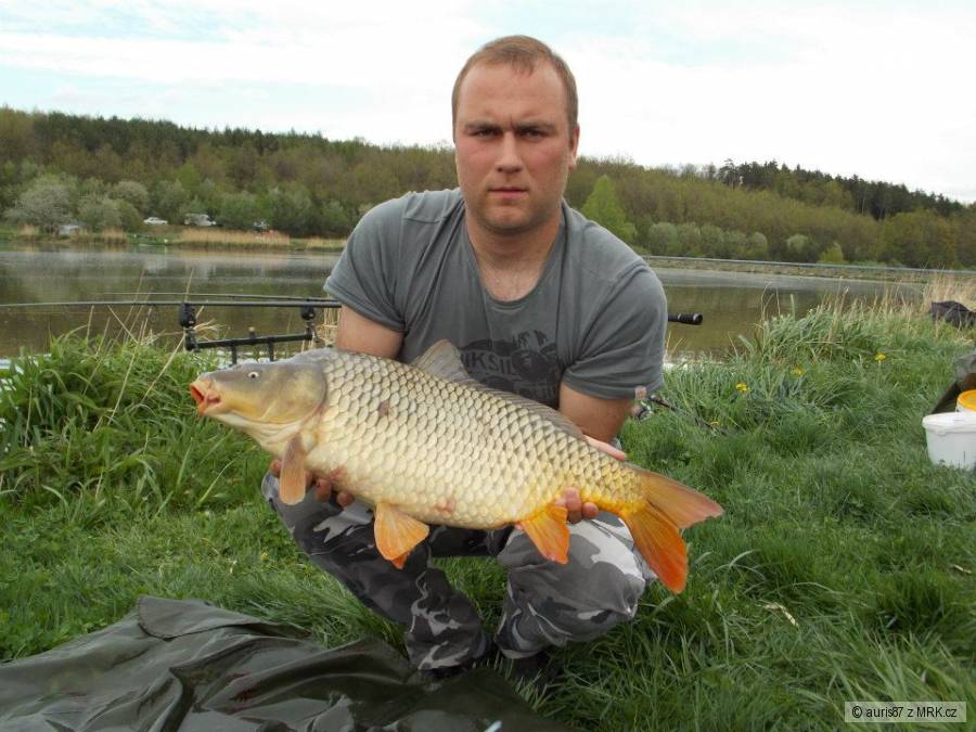 kapr 6,5 kg