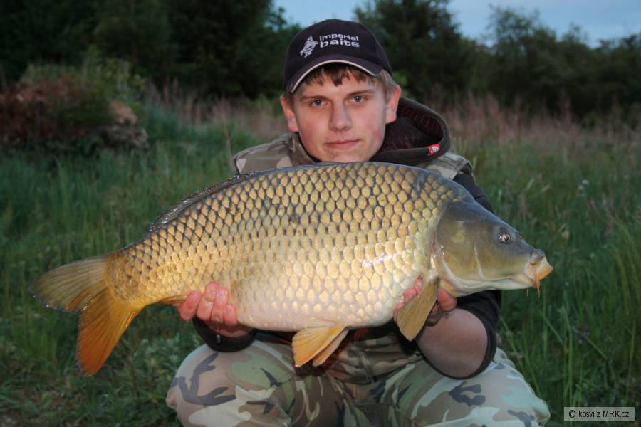 Kapr 71 cm a 7,90 kg