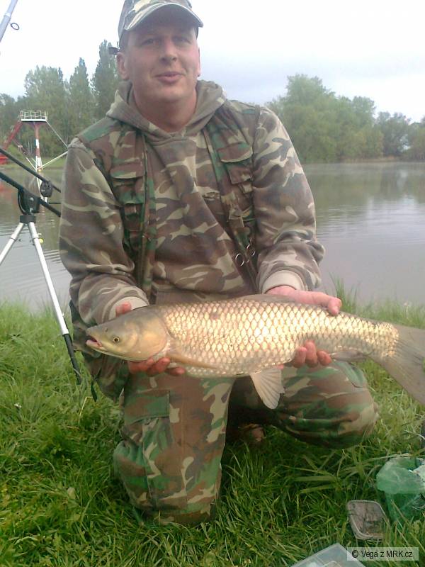 Amur 64 cm