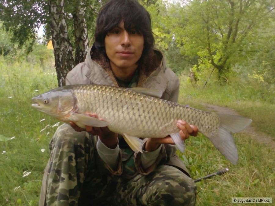 amur 75 cm