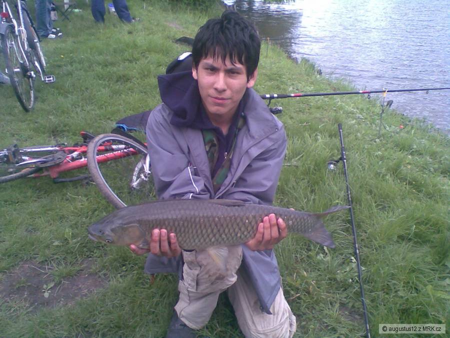 amur 65cm