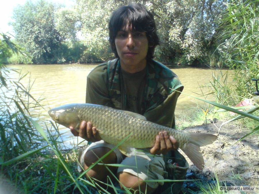 amur 63 cm