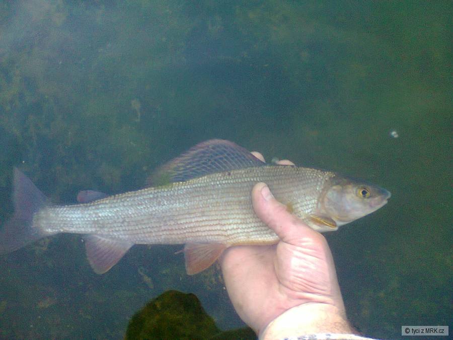 lipan