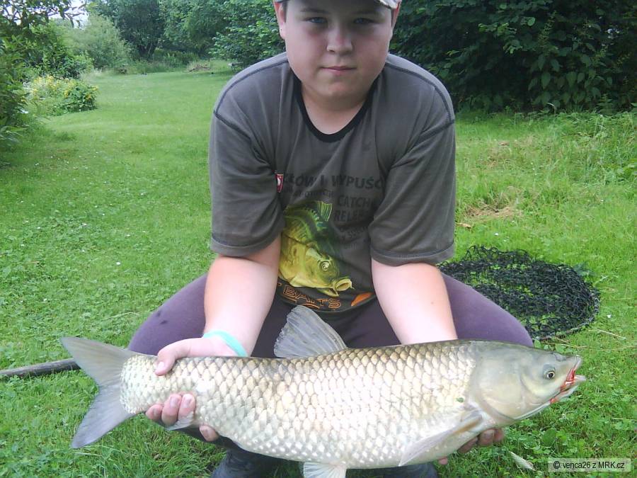 Amur 68cm