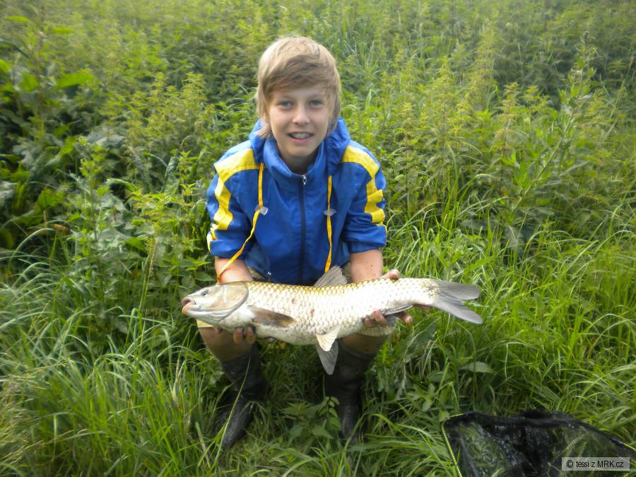 Amur 70 cm