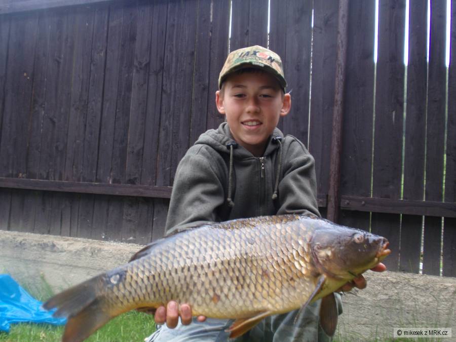 Kapr 62cm 5kg