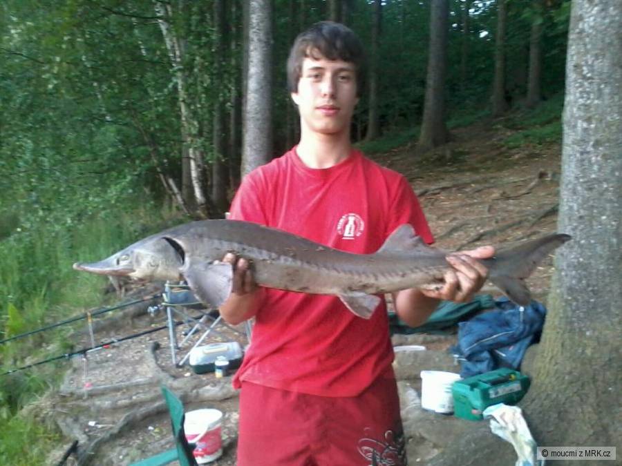 Jeseter Sibiřský 100 cm