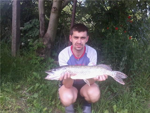 Štika