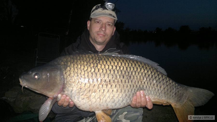 Kapr 16,50kg