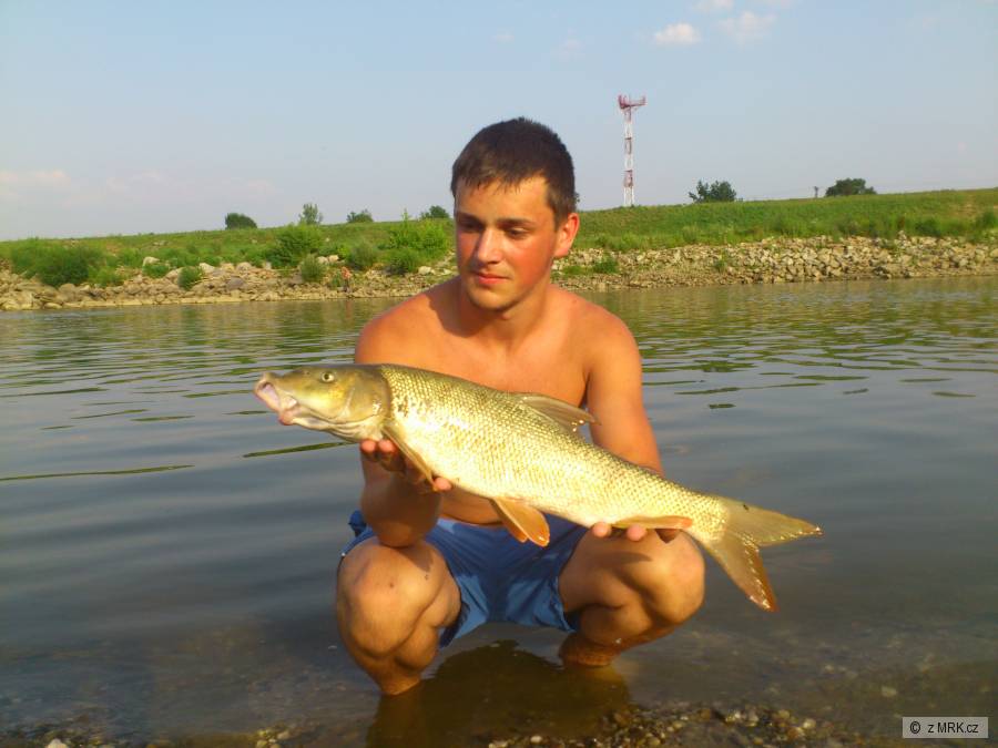 Parma obecná 62cm 3100g
