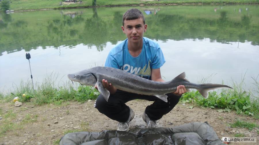 Jeseter 121 cm
