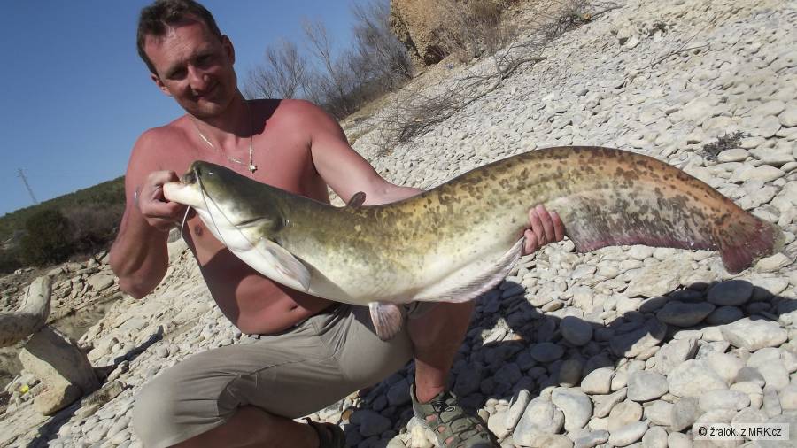 EBRO 127cm
