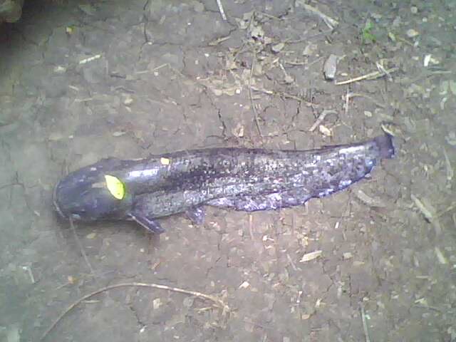 sumíc 5.6.2012