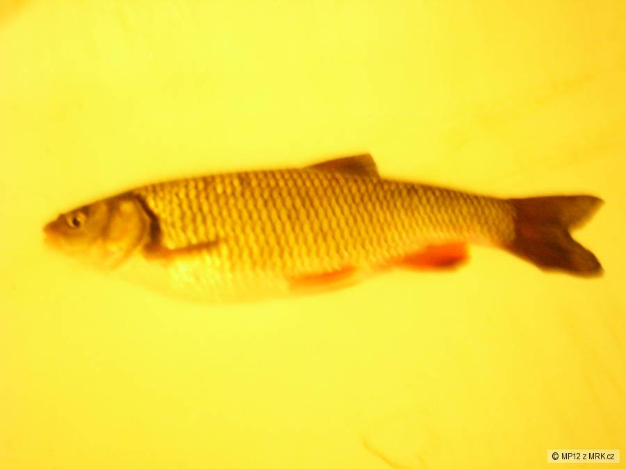 Jelec 35cm