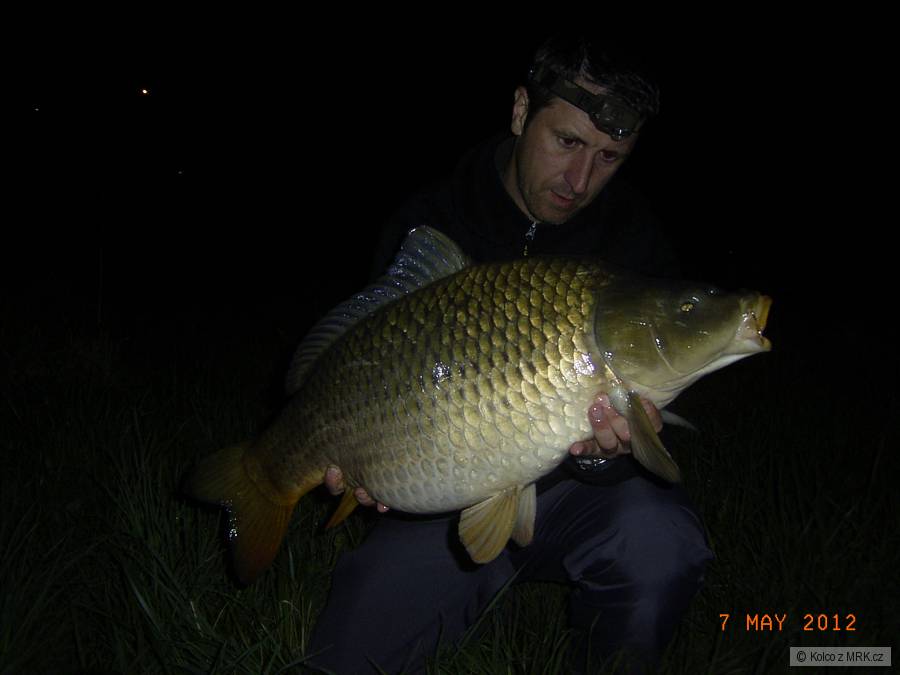 Kapr 80cm 10kg