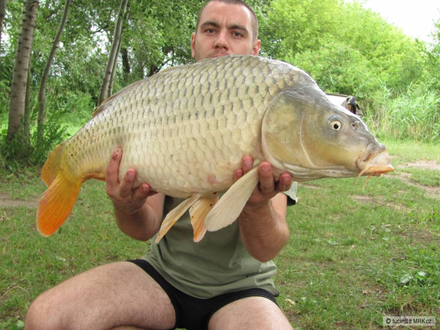 8kg