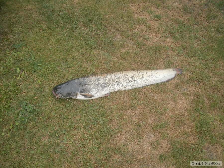 110 cm Sumec 15.07.2012.