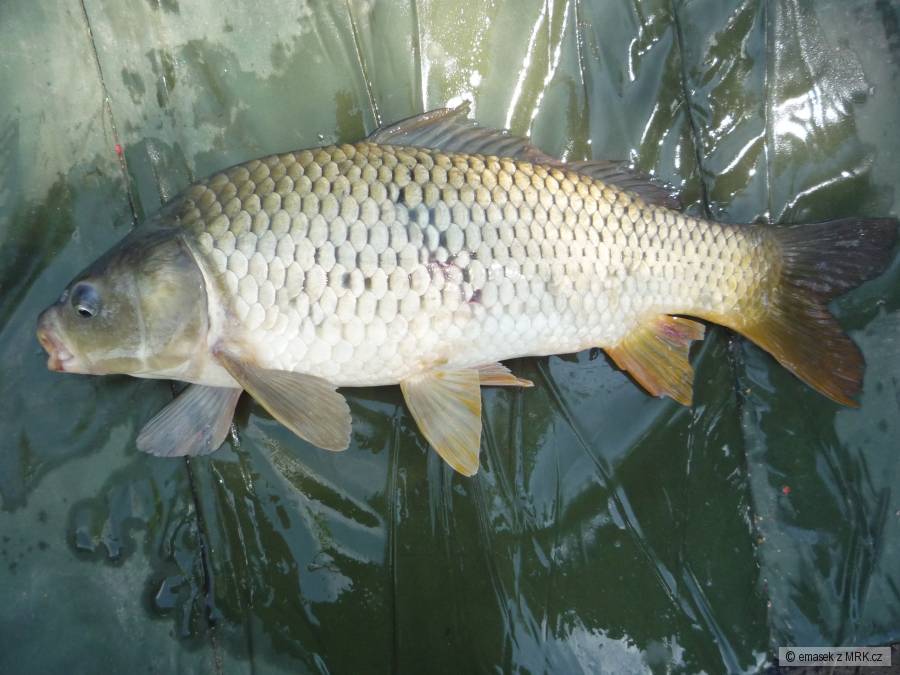 kapřik