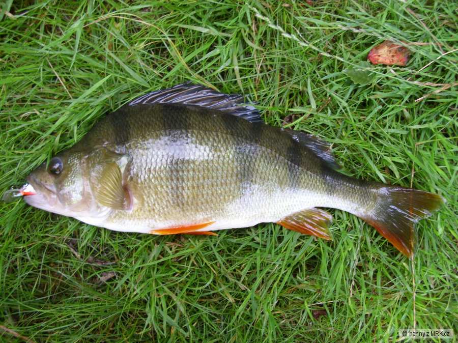 Okoun 35cm rekord, salmo hornet 3,5cm
