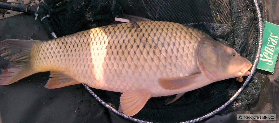 na peletu