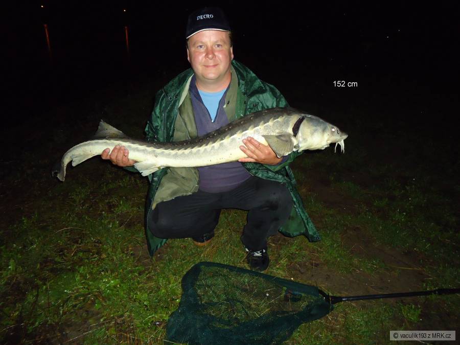 Jeseter 152 cm