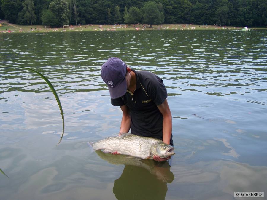 Boleň-84cm