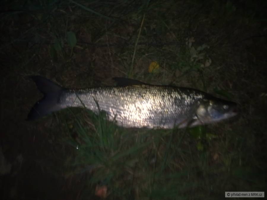 bolen 70 cm