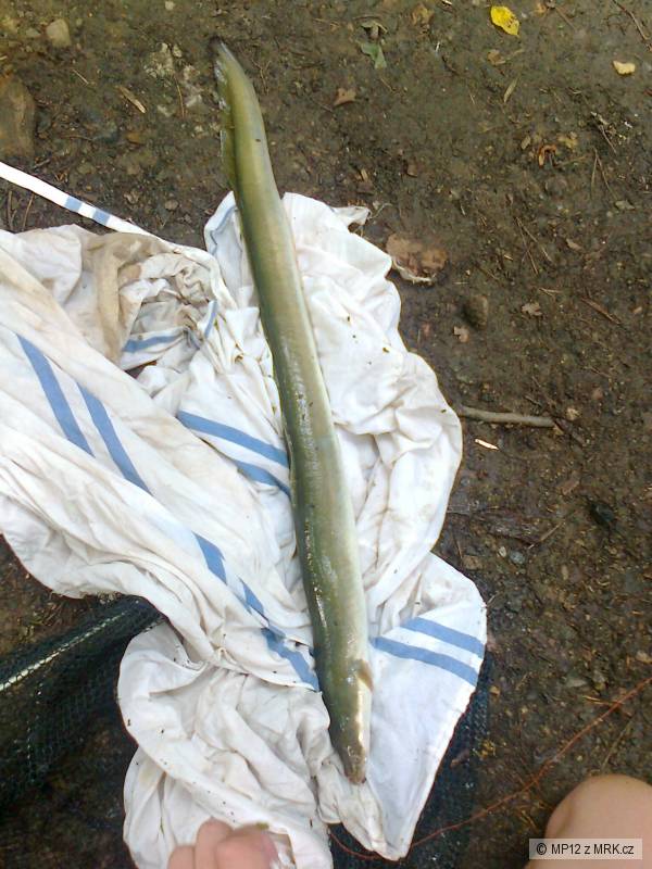 �ho� 71cm
