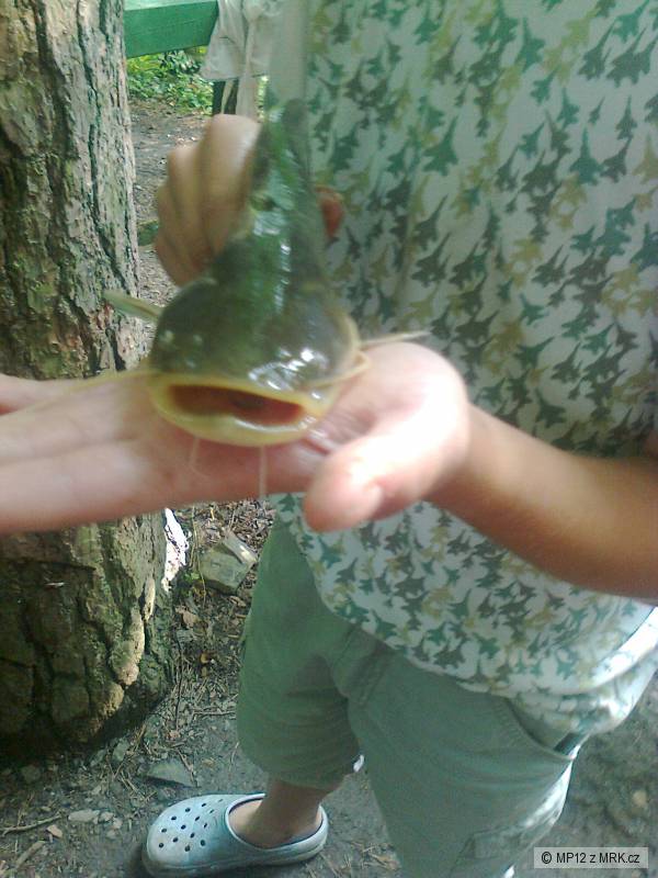 Dravec :D