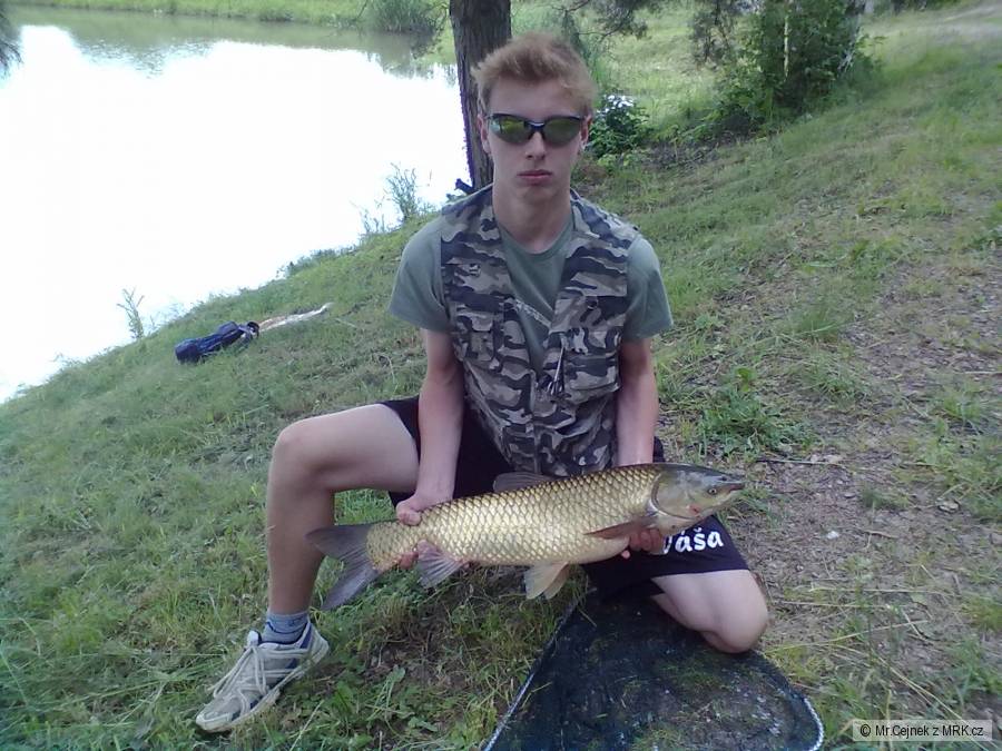 Amur 85cm